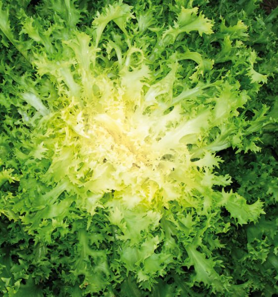 Endive