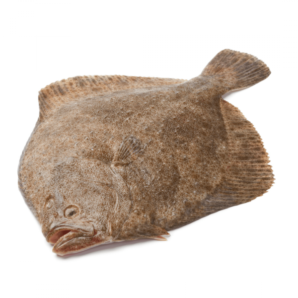 Fresh Wild Catch Turbot FROZEN