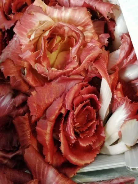 La Rosa di Gorizia Radicchio
