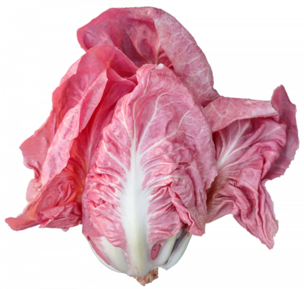 Pink Verona Radicchio