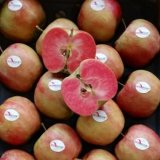 Red moon Apple