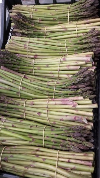Sardinia Asparagina