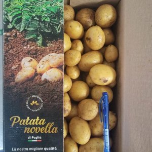 New season baby potatoes